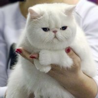 Экзот :: Светлана Ищенко