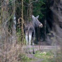 Молодой лось :: Владимир Лазарев
