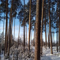 Зимнее утро :: Любовь Сахарова