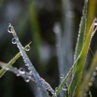 Роса на траве... :: Надежда Куркина 