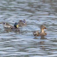 догонялки. :: юрий макаров