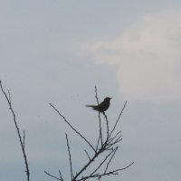 графика :: Елена Шаламова