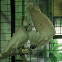 Дружеще, БРАД или не Брад :: Владимир Максимов