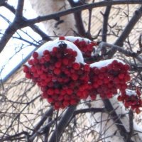 Зима… :: Натали 