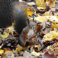 Белки в Ашманн парке, Калининград :: Рита Симонова