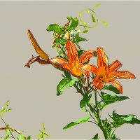 ЦВЕТЫ :: Юрий Владимирович 34