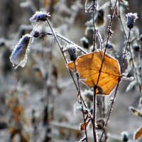 Лист осенний золотой. :: nadyasilyuk Вознюк