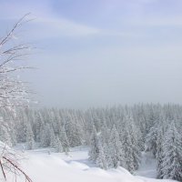 Прогулки по зимнему лесу :: Галина Ильясова