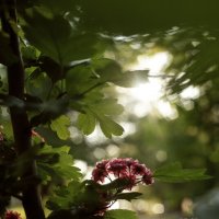 *** :: Яна Горбунова