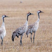 Журавушки :: Георгий Кулаковский