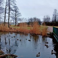 Декабрь, утки. :: Лия ☼