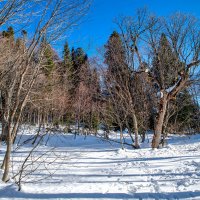 Яворова поляна, Адыгея. :: Дина Евсеева