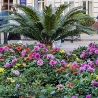 курортный бульвар :: navalon M