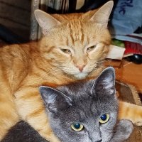 А если это любовь? :: Александр Чеботарь