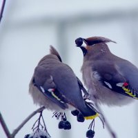 Свиристели на аронии :: Сергей Ц