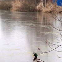 Зима подкралась незаметно :: Владимир 57