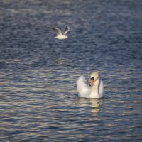 Грация :: Светлана Тихонина