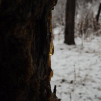 Капля смолы. :: Александр Николаев