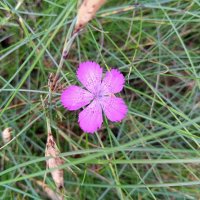 Гвоздика :: Сапсан 