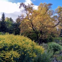 Осень :: Сапсан 