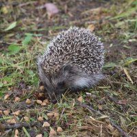 Лето 2025. Август :: Наталья Герасимова