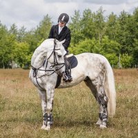 Конкур :: SanSan 