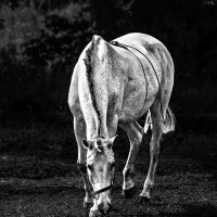 Конь :: SanSan 