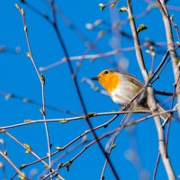 Малиновка. Весенняя песня :: Владимир Лазарев