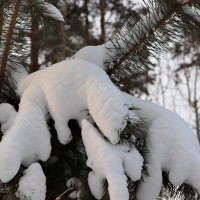 В зимнем наряде :: Любовь Сахарова