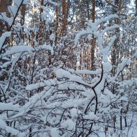 Зимнее настроение (серия) :: Любовь Сахарова