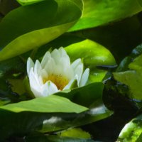 Белая  лилия :: Валентин Семчишин