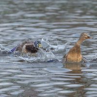 догонялки. :: юрий макаров