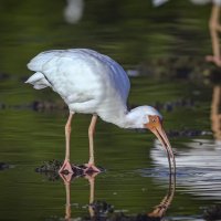 Белый ибис :: Aleksey Afonin