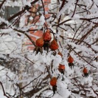 Зимние одёжки :: Ольга 