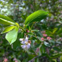 Веточка Вишни обыкновенной... :: Olga Oskolkova