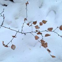 Снег :: Елена Семигина