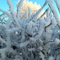 Снежные мотивы :: Елена Семигина