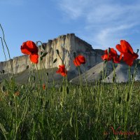 Природа Крыма :: Amazing Cosmea Природа Крыма :: Amazing Cosmea