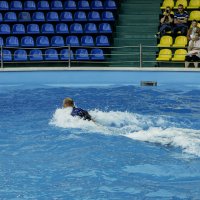 Дельфины везут дрессировщика :: Игорь Сикорский