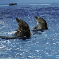 Дельфины :: Игорь Сикорский