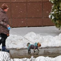 Прогулка под снегом :: Светлана 