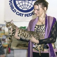 Фото с выставки кошек :: Светлана Ищенко