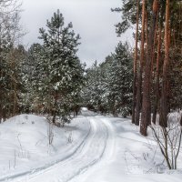 Зима в сосновом лесу :: Игорь Сарапулов