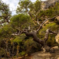 Тропа Голицына. :: Сергей Воротников