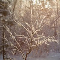 Зимний день :: Андрей Пристяжнюк