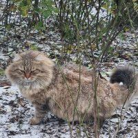 Зачем зовешь?.. :) :: Наталья 