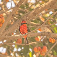 Питомцы Перу :: Svetlana Galvez Питомцы Перу :: Svetlana Galvez