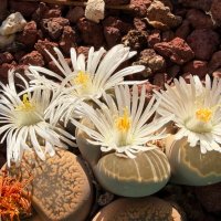 Цветём к Новому Году! Это мои литопсы. :: Александр Деревяшкин