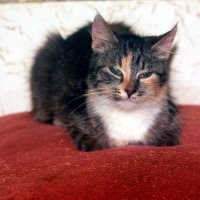 Соня :: Сергей Кочнев