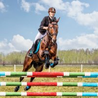 Конкур :: SanSan 